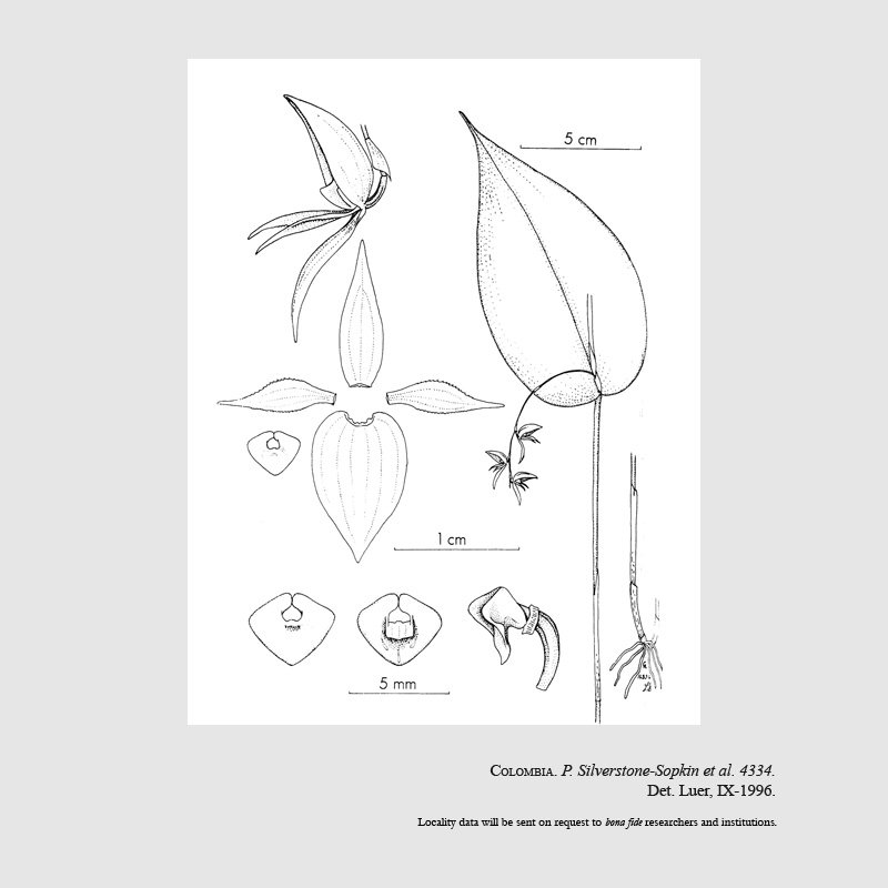 Pleurothallis torrana